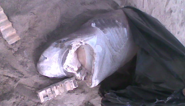 Taur de 2,2 metres trobat mort a la platja de Gav Mar (19 de Juny de 2009)
